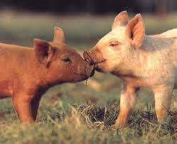 Baby Pigs Google Images Baby Animals Cute Pigs Animals Kissing