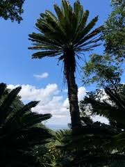 Image result for Conostomium zoutpansbergense