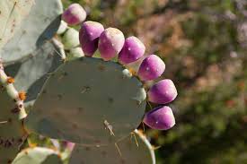Beets, cactus fruit and dragon fruit have powerful compound called betalain, which has loading please wait. Benefits Of Cactus A Prickly Subject The Canberra Times Canberra Act
