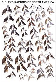 North America Bird Identifier By Picture Sibley S Raptors Of North America Poster Sibley Birds Of America North America