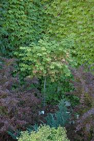 Maybe you would like to learn more about one of these? Burning Bush Tree Form Euonymus Alatus Tree Form In Columbus Dublin Delaware Grove City Gahanna Bexley Ohio Oh At Oakland Nurseries Inc