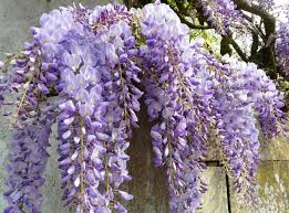 Image result for Wisteria