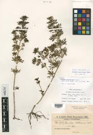 Image result for Stemodia serrata