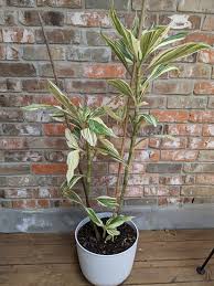 Image result for Tradescantia zanonia