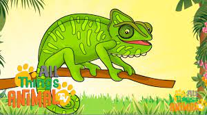 Chameleons Animals For Children Kids Videos Kindergarten Preschool Learning Animal Tv Animals For Kids Chameleon Pet