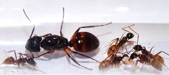 Ameisenshop Schweiz Antshop Switzerland Ameisen Kaufen Ameisen Mieten Camponotus Atriceps Ameisen Ameisenkolonie Kolonien