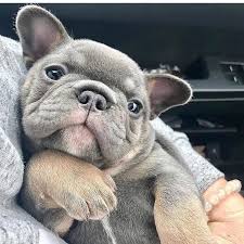 French bulldog puppies for sale and dogs for adoption in ohio, oh. French Bulldog Puppies For Sale Under 1000 Ohio Review At En Mdg Sdg3d Undp Org