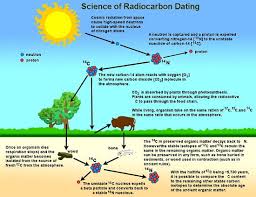 Scientists are looking for the ratio of those two isotopes in a sample. Carbon 14 Dating Radiocarbon Dating Powerzeka Com