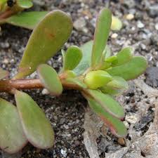 Jun 23, 2021 · pollination is necessary for the production of seeds and fruits in up to 80 percent of the world's flowering plants. A Guide To Edible Weeds In Los Angeles Dengarden