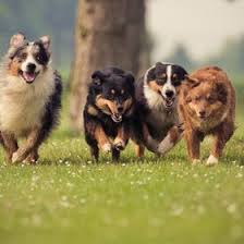 Black And Tan Australian Shepherd Australian Shepherd Blue Merle Black And Tan Black Tri And Red And Tan Dog Park Etiquette Dog Activities Active Dogs Breeds