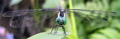 Image result for Tetrapogon tenellus