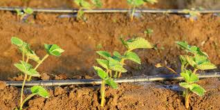 Discover some of the smartest diy ideas for growing strawberries in different and quirky ways in little to no space easily! The Beginner S Guide To Strawberry Plant Care In North Dakota Plant Perfect