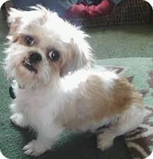 Shih Tzu Chihuahua Mix Black And Brown Shih Tzu Chihuahua Mix Google Search Chihuahua Mix Chihuahua Shih Tzu