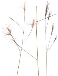 Image result for Aristida congesta