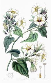 Image result for Turbina corymbosa