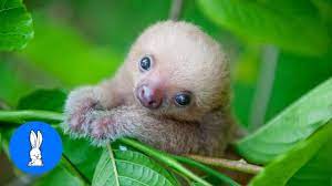 And even when they are awake, they barely move at all. Baby Sloths Being Sloths Funniest Compilation Youtube