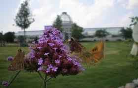 Check spelling or type a new query. Attract Native Butterflies