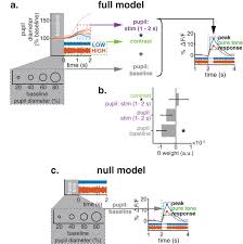 Cortical Zinc Signaling Is Necessary for Changes in Mouse Pupil Diameter  That Are Evoked by Background Sounds with Different Contrasts | Journal of  Neuroscience