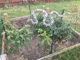 As a result, the scare factor may eventually wear off. Maybe This Will Keep Those Damn Birds Out Of My Tomatoes Gardening