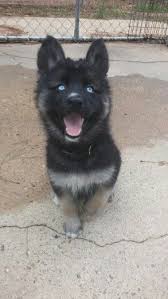 Black And White Husky Shepherd Mix Gerberian Shepsky German Shepherd Siberian Husky Mix My New Baby Dogs Gerberian Shepsky German Shepherd Husky