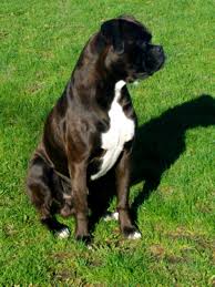 Fawn and brindle are standard and white is reverse brindle; Let S See Them Reverse Brindles Boxer Breed Dog Forums