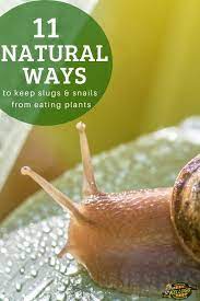 Check spelling or type a new query. How To Get Rid Of Slugs From Gardens Kellogg Garden Organics