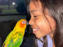 The conure babies are growing up!! We decided to give them a bigger cage to  play! Conures LOVE toys and different perches!
