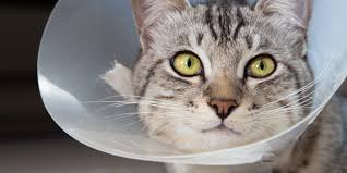 It makes them look a little like garfield, but this is fine as long as your cat stays around. Cat Spaying Aftercare What To Do After The Surgery Daily Paws