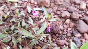 Image result for Afrohybanthus enneaspermus