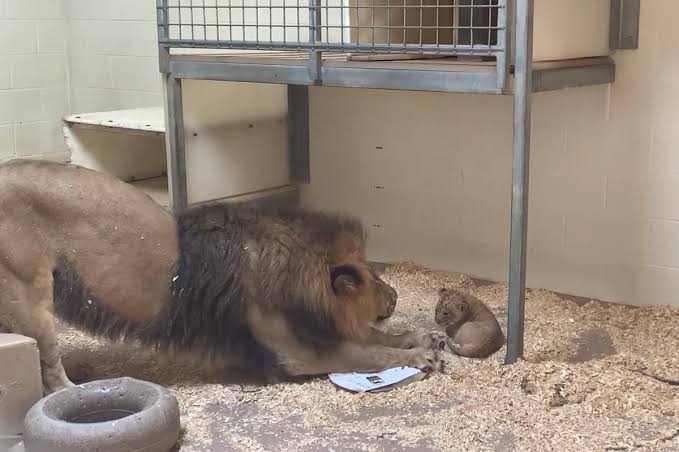 Daddy lion meets tiny baby cub for first time in video