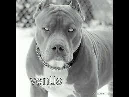 Pitbul Isimleri Youtube