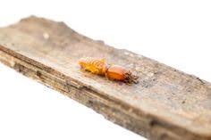 All american pest control, inc. Action Termite Control Actiontermite Profile Pinterest