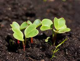 We did not find results for: How To Plant And Grow Radishes