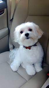 Pin By Steph On Dog Haircut Maltese Puppy Cute Animals Puppies