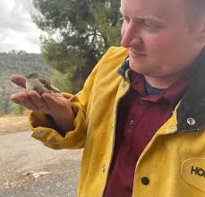 Rescuing a Ruby Crowned Kinglet Bird