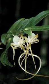 Image result for Angraecum chamaeanthus