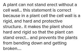 Check spelling or type a new query. Deepak Said A Plant Can T Stand Erect Without Cellwall Support This Statement Brainly In