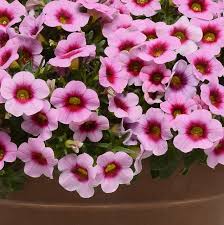 Image result for Hunteria congolana