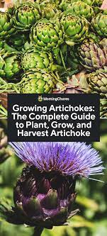 Growing Artichokes The Complete Guide To Plant Care And Harvest Artichoke Growing Artichokes Artichoke Plants Growing Vegetables