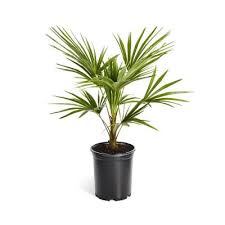 Ornamental Trees Trees The Home Depot