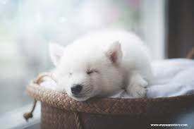 We can find ourselves scrambling for the phone. Different Types Of Dog Sleeping Positions And What They Mean My Puppy Story