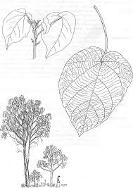 Image result for Neoboutonia