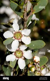Image result for Leptospermum laevigatum