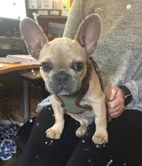 For these emergency clinics you must phone in advance and arrange an appointment. North Shore Veterinary Hospital Home Facebook