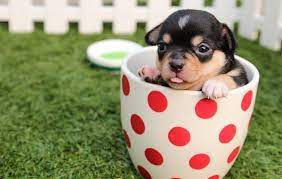 Out of the water exotic pets 5. Pet Stores Open Today Near Me Cheap Buy Online