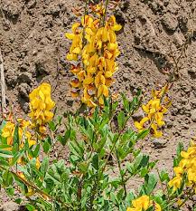 Image result for Crotalaria torrei