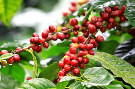 Jun 07, 2021 · the international coffee organization's coffee price composite indicator jumped 10.4% in may, to 134.78 cents per pound, marking the highest level since february 2017, according to a reuters report. Positive Coffee Supply Outlook Predicted For 2017 8 Crop Blog Cimbali Uk