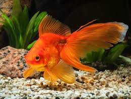 Mari menulis re cuts g amatilah gambar binatang peliharaan berikut ini! 37 Jenis Hewan Peliharaan Unik Lucu Dan Cara Perawatannya