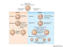 It involves two rounds of division that ultimately result in four cells with only one copy of each chromosome (haploid). Meiosis Reduction Division Ppt Download