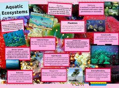 Image result for organisms and their environment